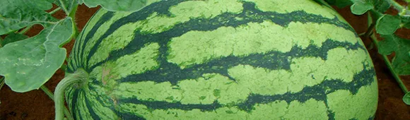 composition